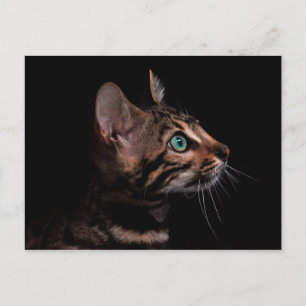 Kätzchen-Postkarte Postkarte