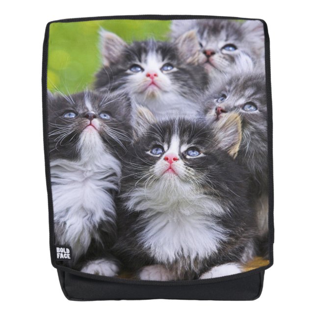 Kätzchen Rucksack (Vorderseite)