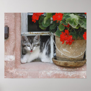 Kätzchen schaut aus dem Fenster Poster