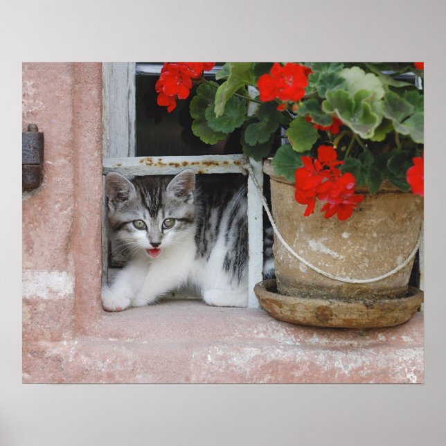 Kätzchen schaut aus dem Fenster Poster (Vorne)