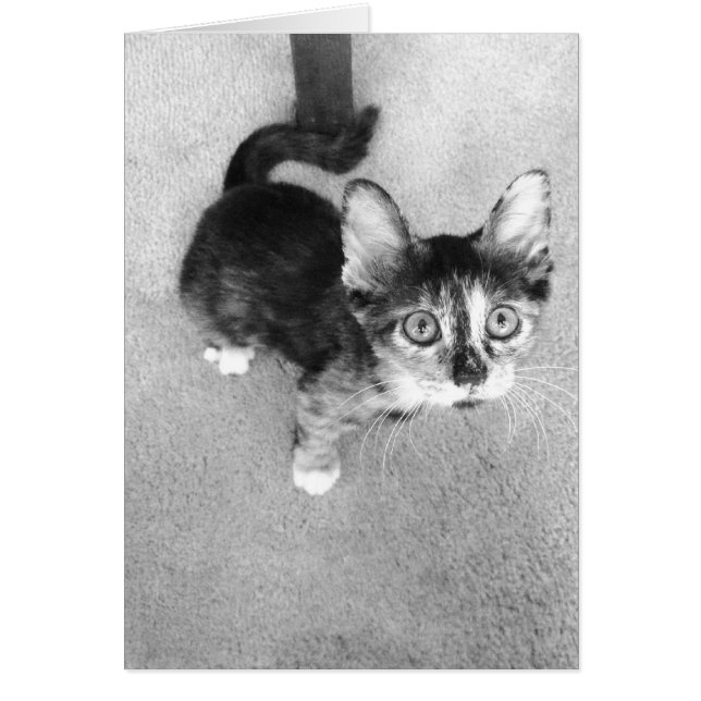 Kätzchen, schwarz und weiß (Vorne)