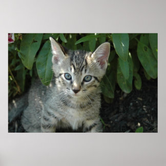 Kätzchen sind niedlich poster