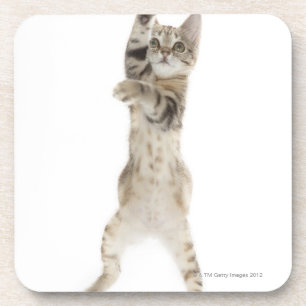 Kätzchen stehend auf hinteren Tatzen Untersetzer