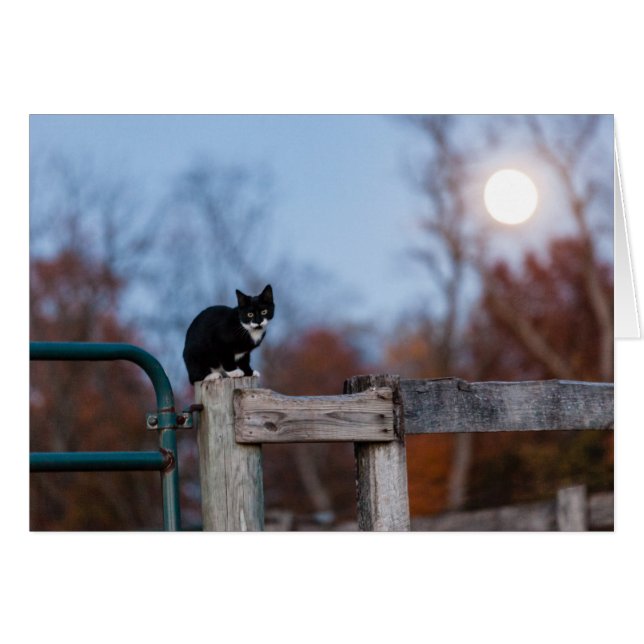 Kätzchen unter Vollmond (Vorderseite (Horizontal))