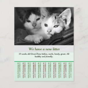 Kätzchen-Verkaufsflyer-Vorlagen Flyer