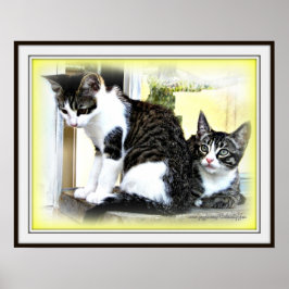 Kätzchenbesteck Poster