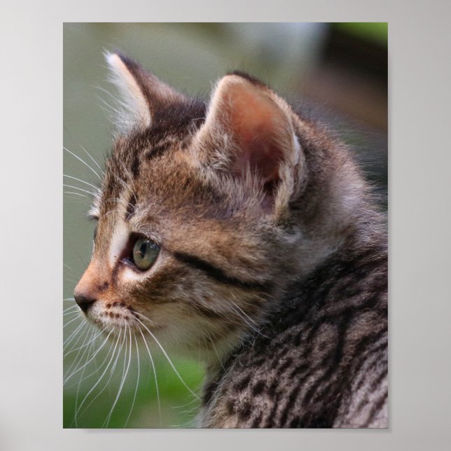 Kätzchengesicht, niedlich, Katze, Plakatdruck Poster (Vorne)