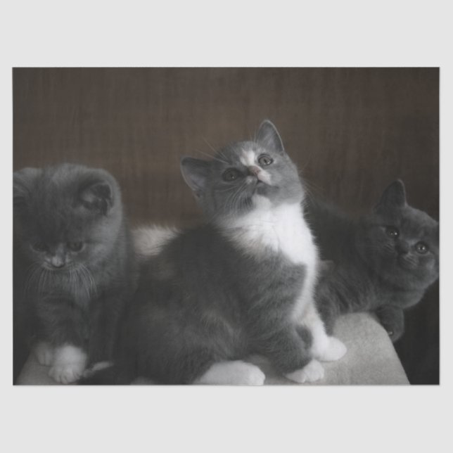 Kätzchenpapier Seidenpapier (Vorderseite)