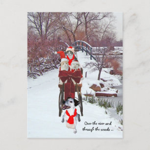 Kätzchens Sleigh Ride Postkarte
