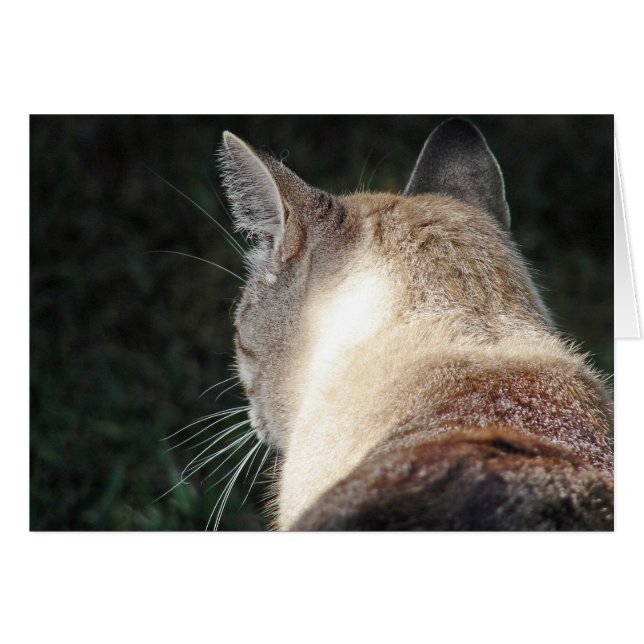 Katze (Vorderseite (Horizontal))