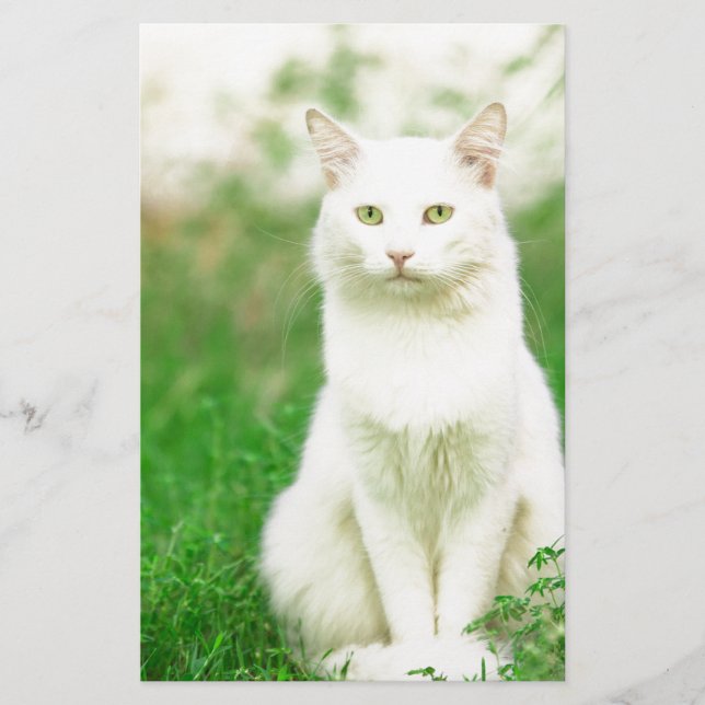 Katze (Vorderseite)