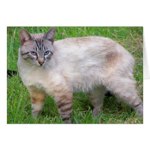 Katze