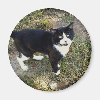 Katze 10, Magnet