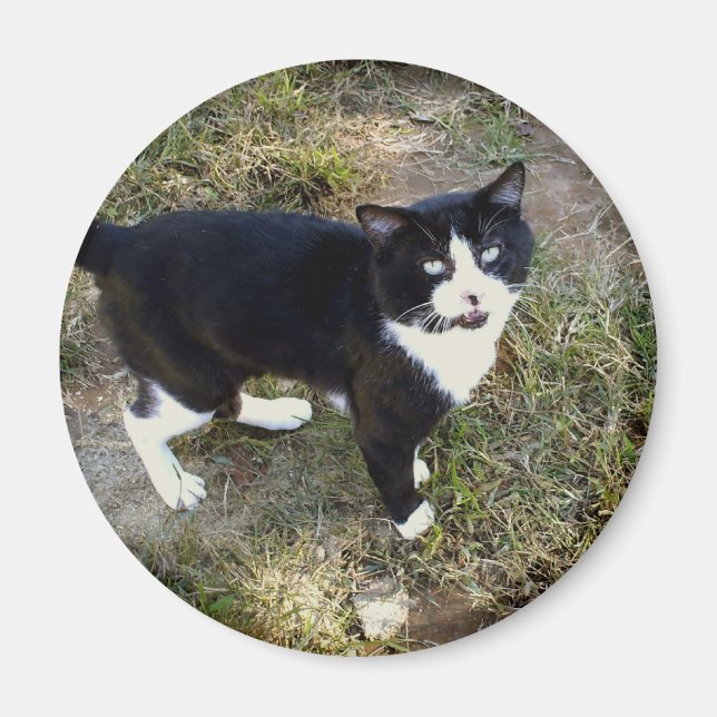 Katze 10, Magnet (Vorne)