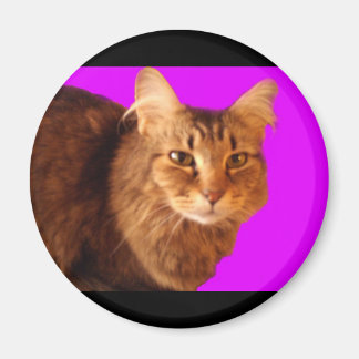 Katze 14 Magnet