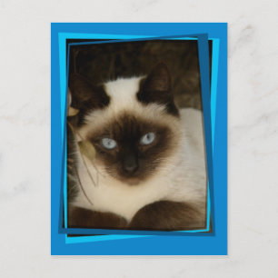 Katze 1 postkarte