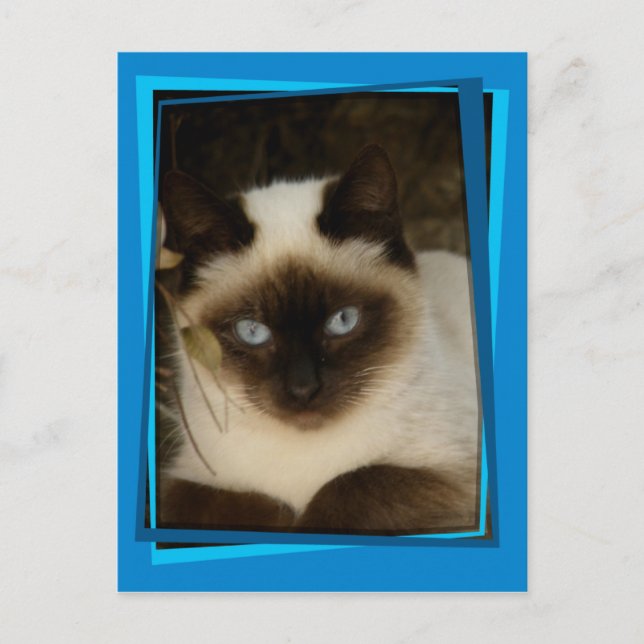 Katze 1 postkarte (Vorderseite)