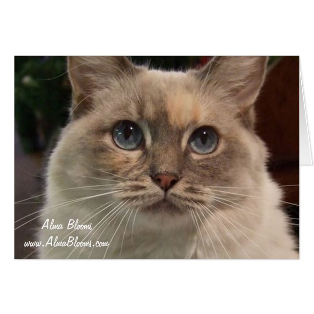 Katze 2 (Vorderseite (Horizontal))