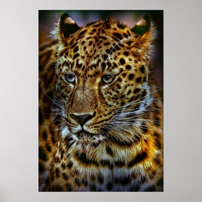 KATZE-301154 WILD GROSSE KATZLEOPARD-TIERFOTOGRAFI POSTER (Vorne)