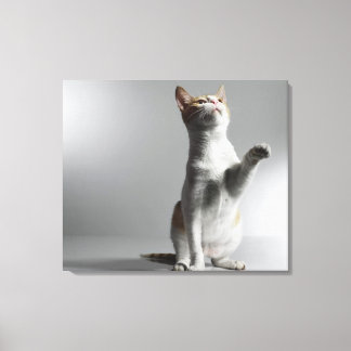 Katze 3 leinwanddruck