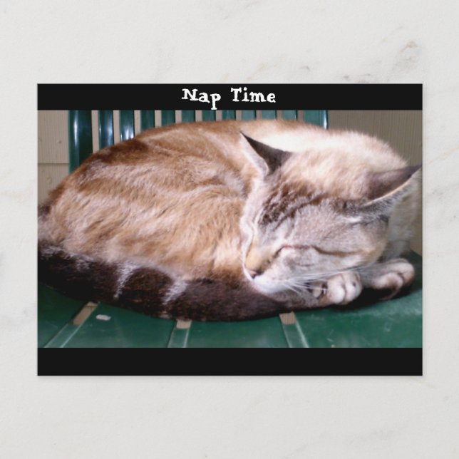 Katze 7, Nickerchen Zeit, Postkarte (Vorderseite)