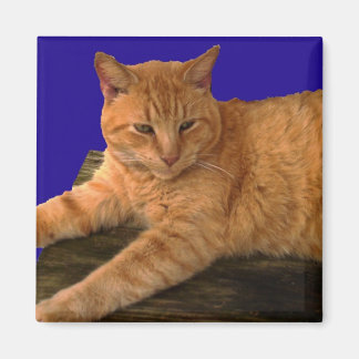 Katze 8, Magnet