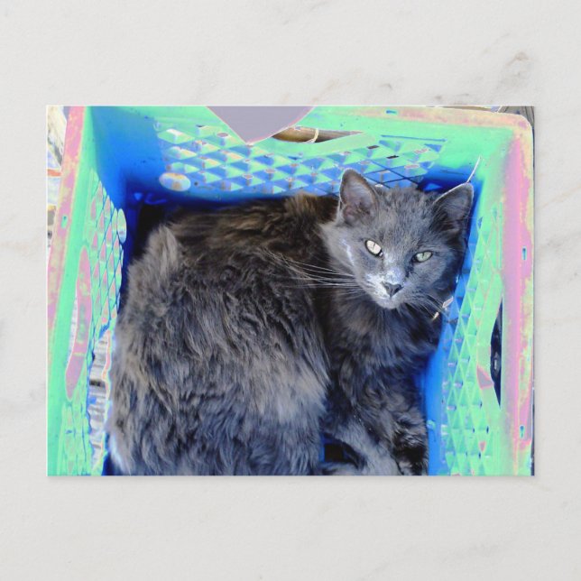 Katze 9, mein Versteck, Postkarte (Vorderseite)