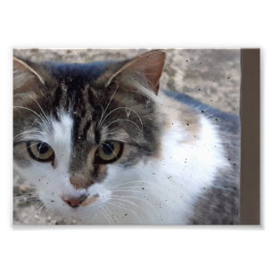 Katze am Fenster Fotodruck