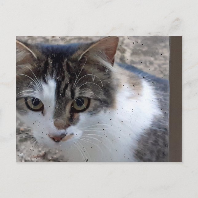 Katze am Fenster Postkarte (Vorderseite)