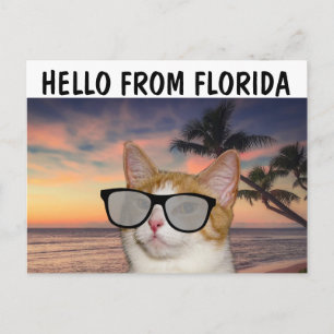 KATZE AM STRAND HELLO VON FLORIDA Postkarten