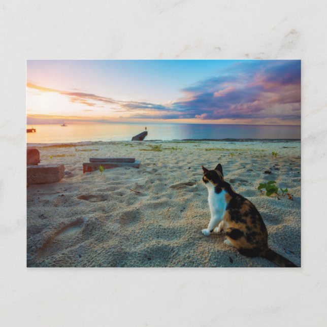 Katze am Strand Postkarte (Vorderseite)