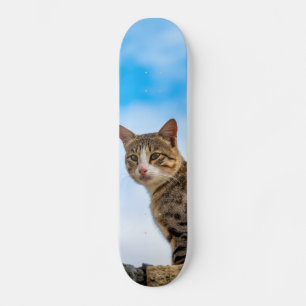 Katze an der Wand Skateboard