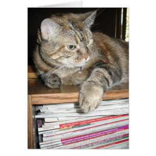 Katze auf Bücherregal