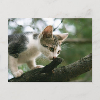 Katze auf dem Baum v2 Postkarte