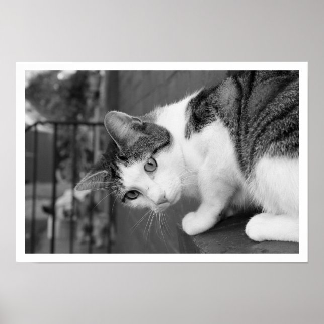 Katze auf dem Ledge Watching Bird Poster (Vorne)