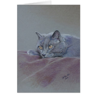 Katze auf der Decke, gerade entspannend, schöne