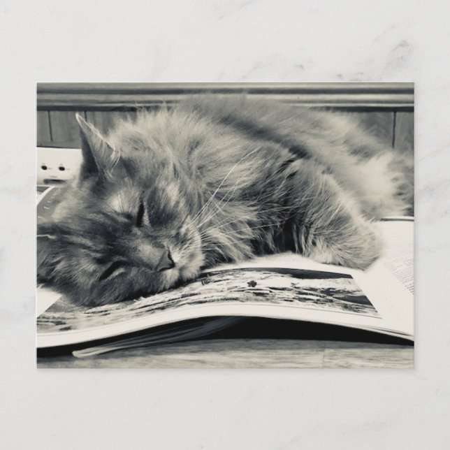 "Katze auf einem Buch" Foto Postkarte (Vorderseite)