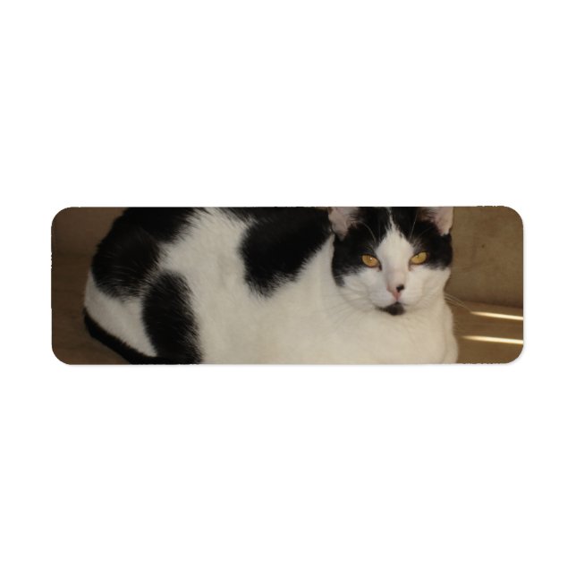 Katze auf einem Sofa (Vorne)