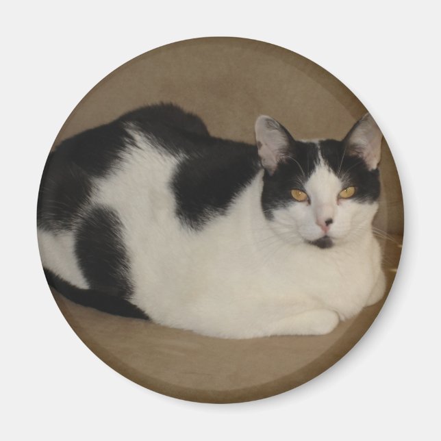 Katze auf einem Sofa Magnet (Vorne)
