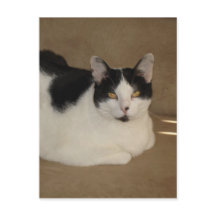 Katze auf einem Sofa