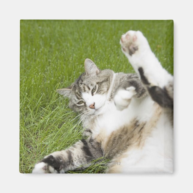 Katze auf Gras liegen, nah Magnet (Vorne)