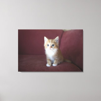 Katze auf Sofa Leinwanddruck