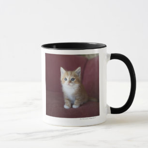 Katze auf Sofa Tasse