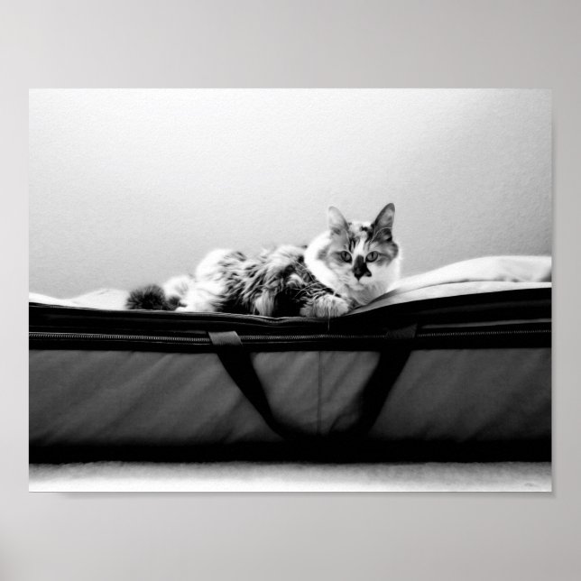 Katze auf Tasche Poster (Vorne)
