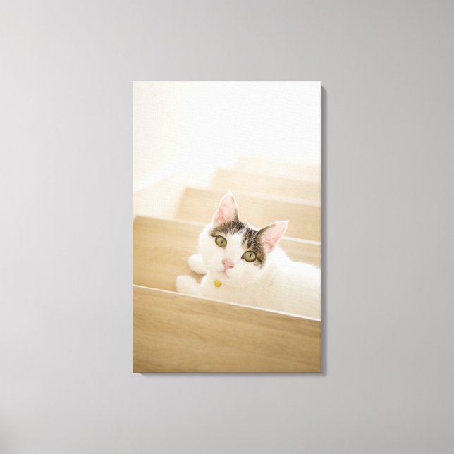 Katze auf Treppen Leinwanddruck (Vorderseite)