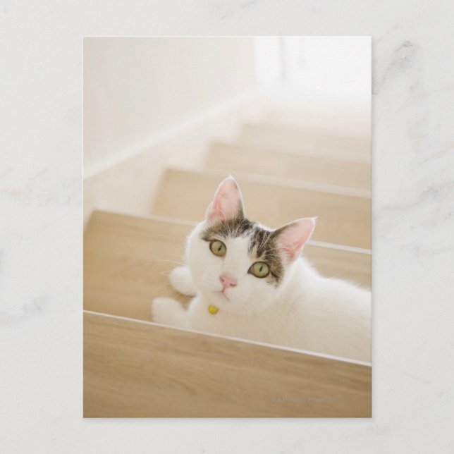 Katze auf Treppen Postkarte (Vorderseite)