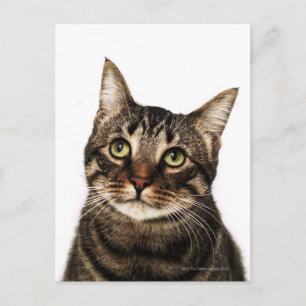 Katze auf weißem Hintergrund 2 Postkarte