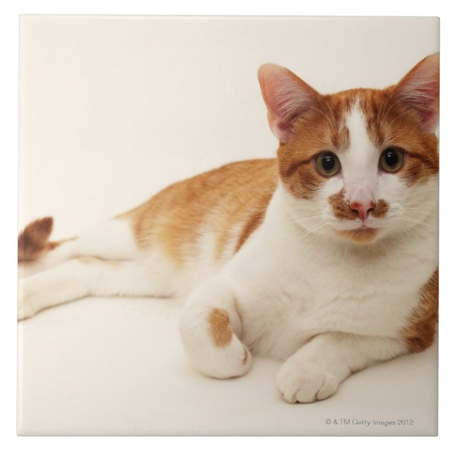 Katze auf weißem Hintergrund Fliese (Vorderseite)