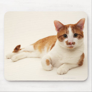 Katze auf weißem Hintergrund Mousepad