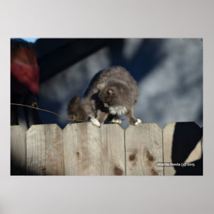 Katze auf Zaun (11) Plakat